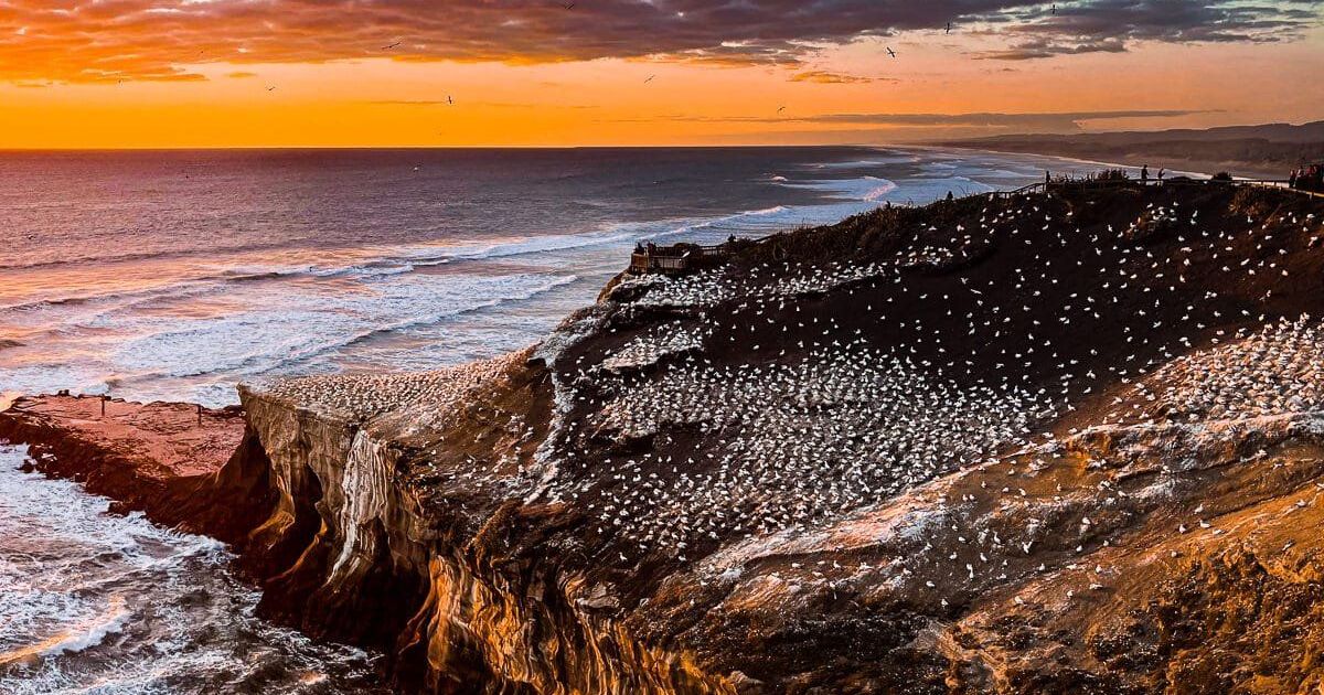 Muriwai Beach