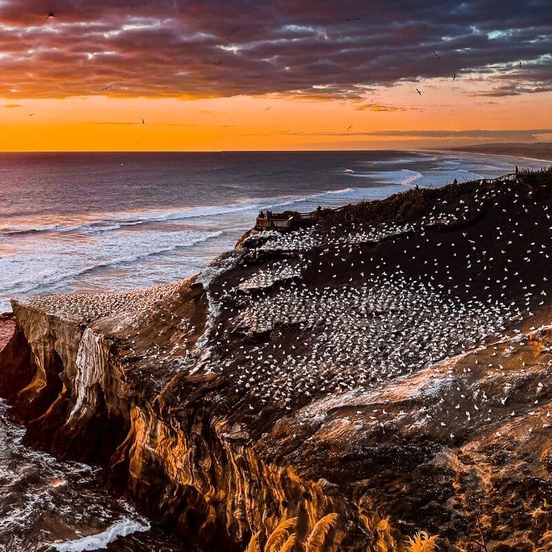 Muriwai Beach