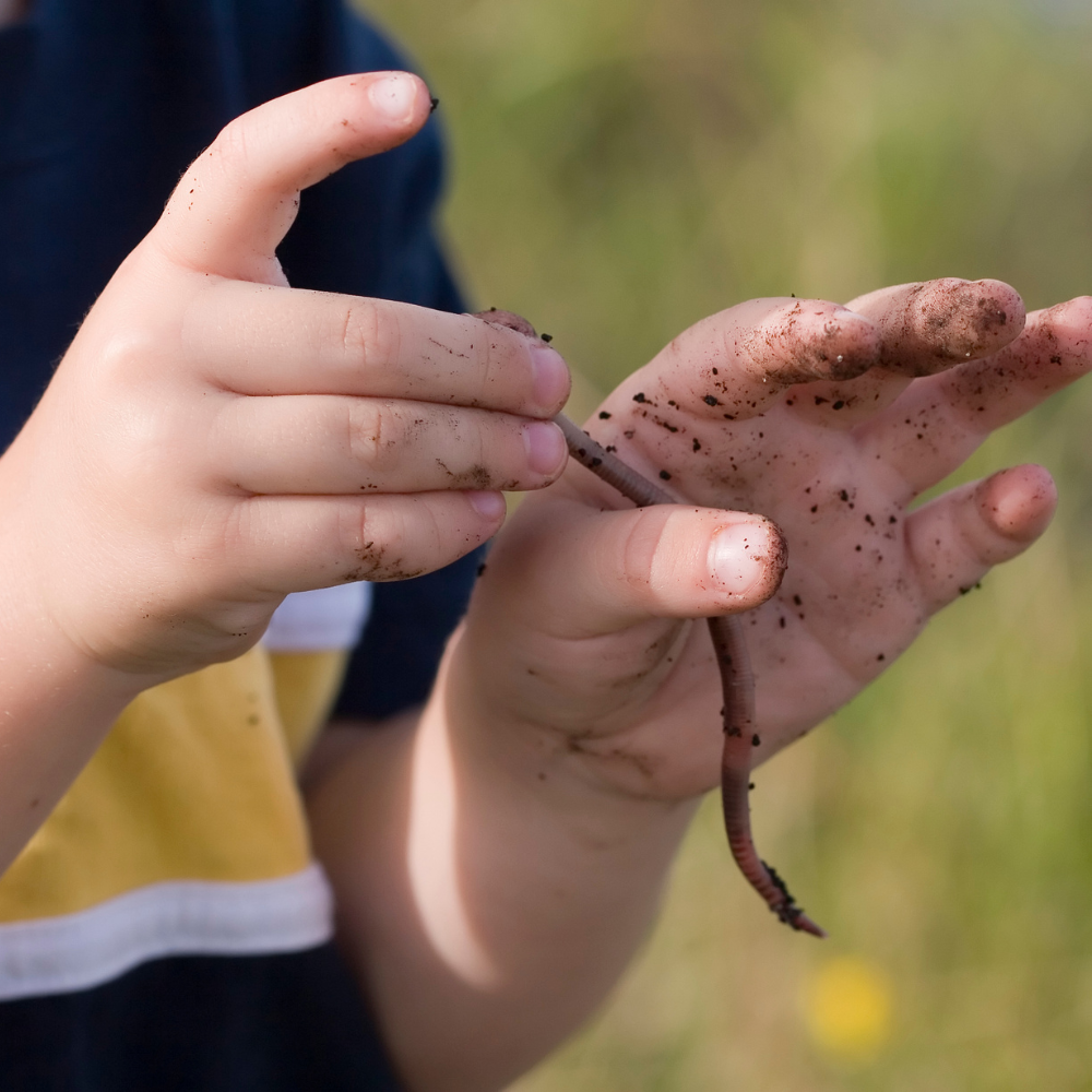 Wonderful World of Tiger Worms