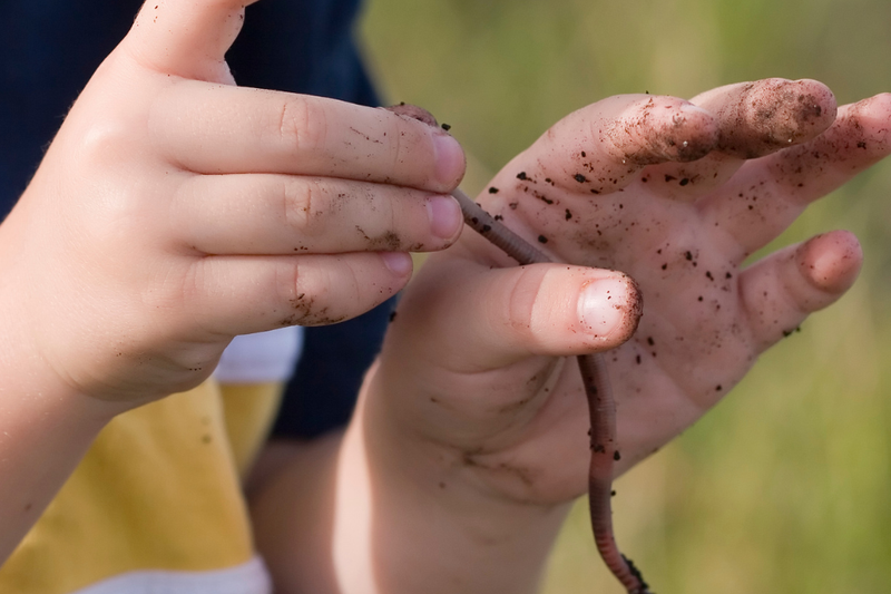 Wonderful World of Tiger Worms