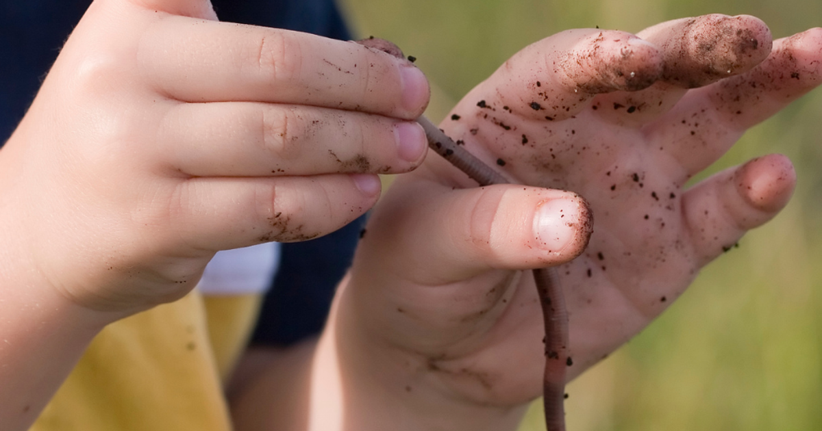 Wonderful World of Tiger Worms