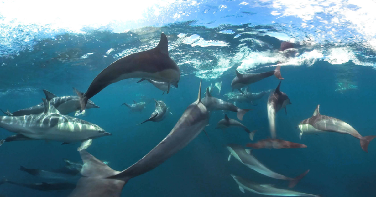 NZ-VR: Dive Beneath the Surface