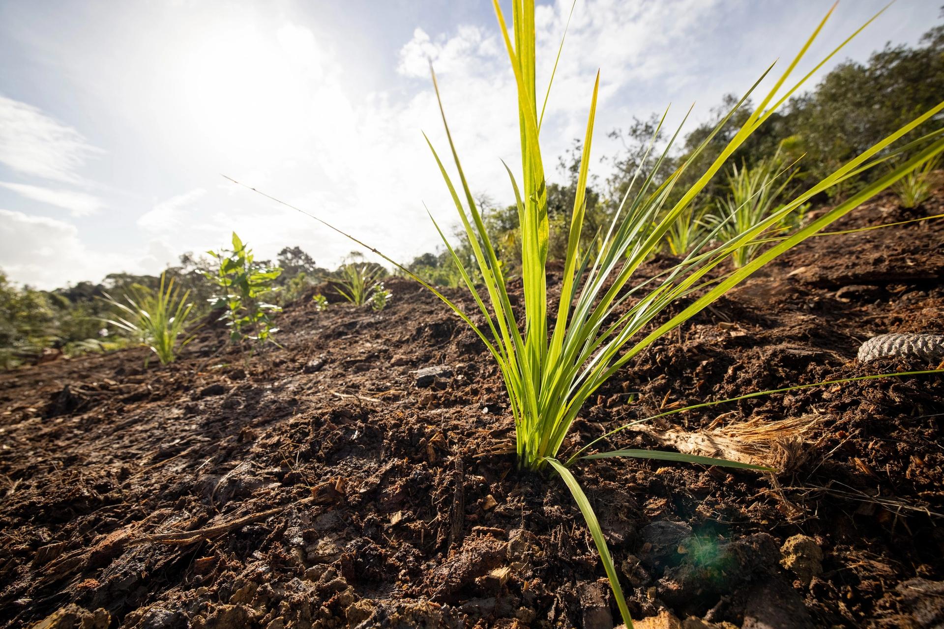 Tūpuna Maunga community planting days, Epsom