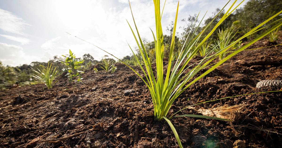 Tūpuna Maunga community planting days
