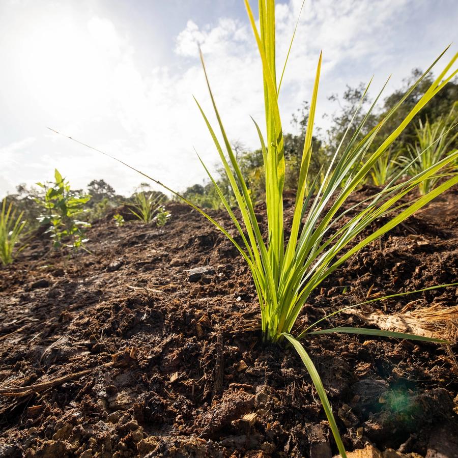 Tūpuna Maunga community planting days