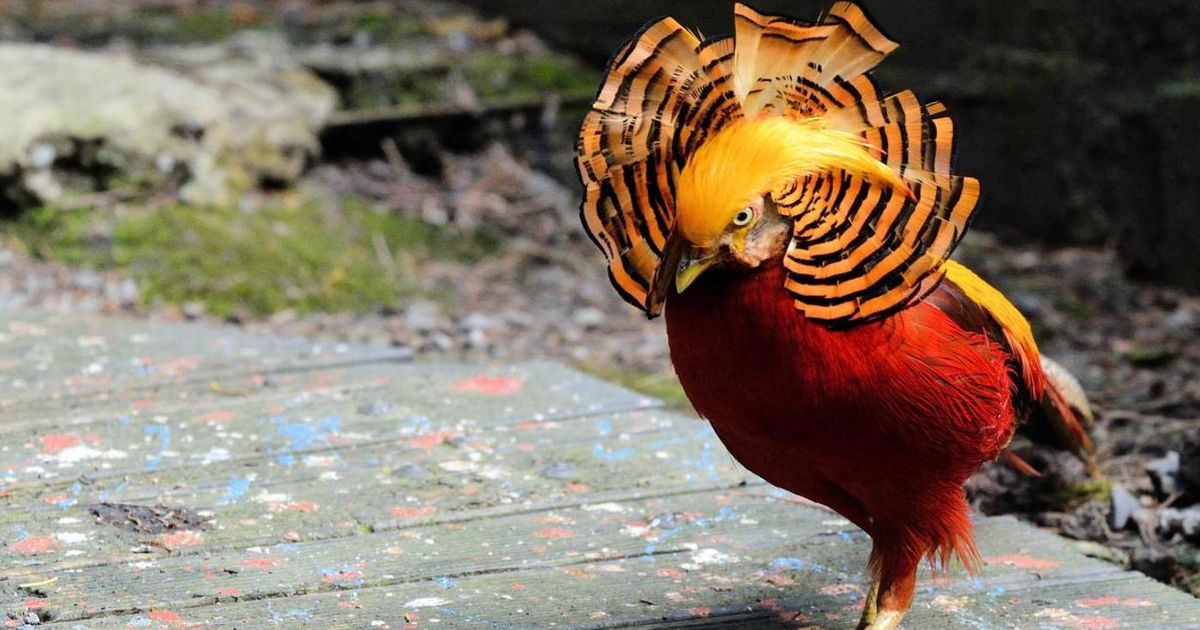 Whitford Bird Garden