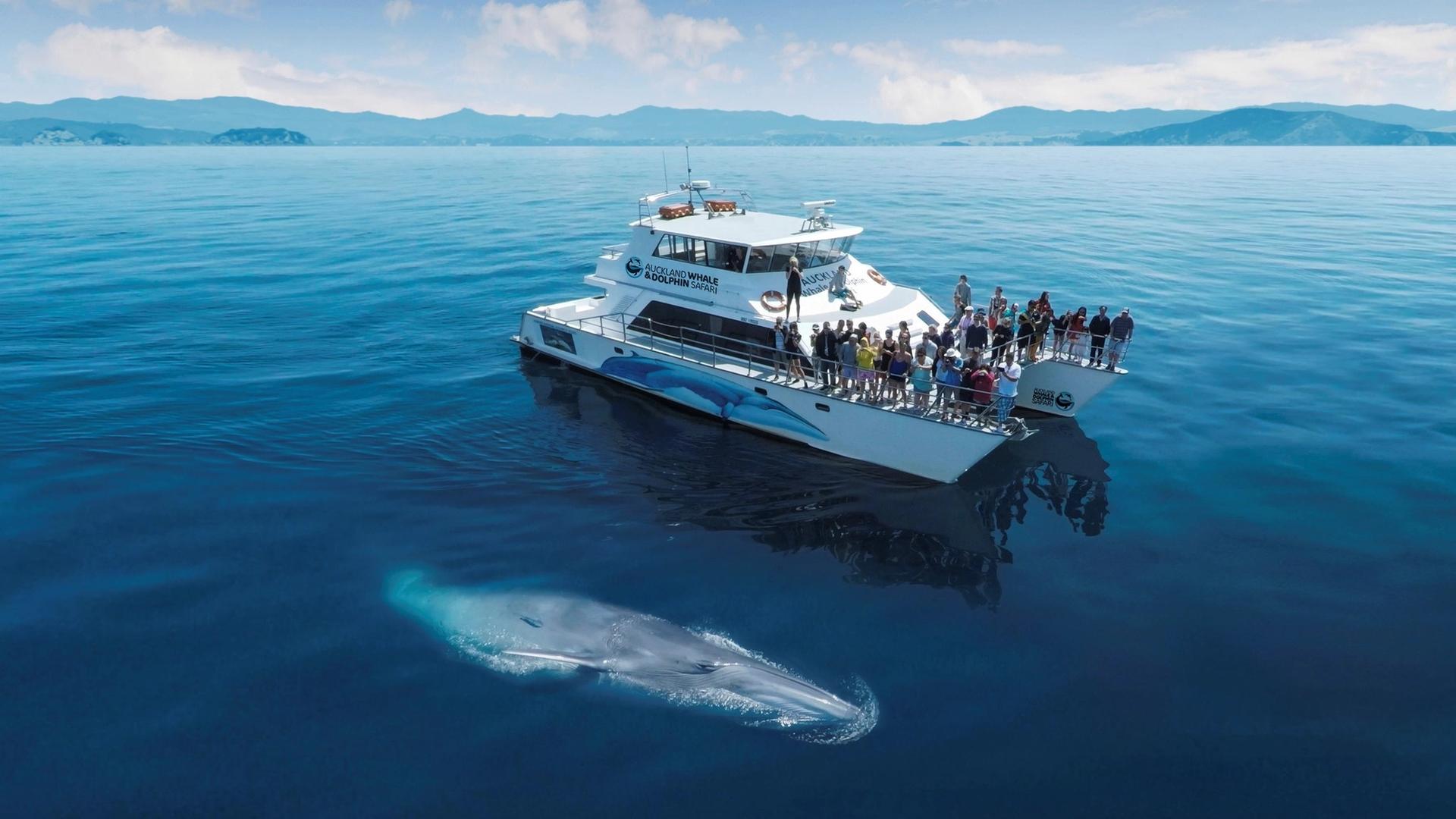 Whale & Dolphin Safari, Auckland CBD
