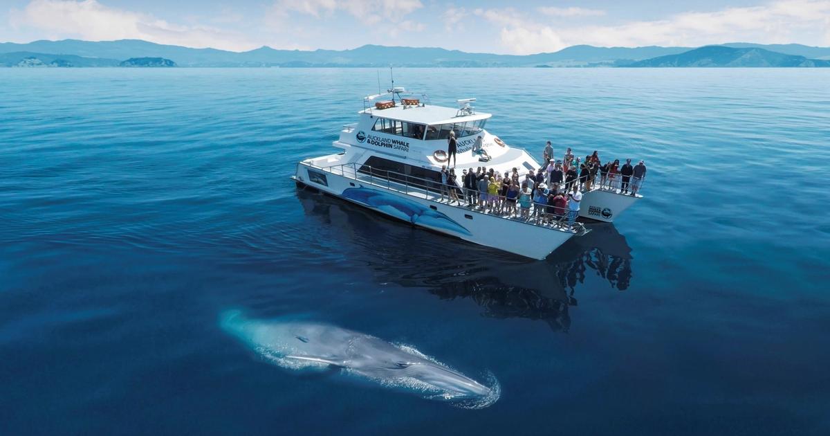 Whale & Dolphin Safari