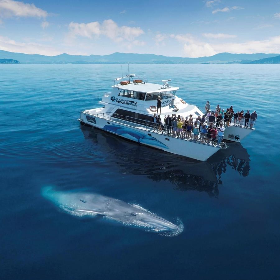 Whale & Dolphin Safari