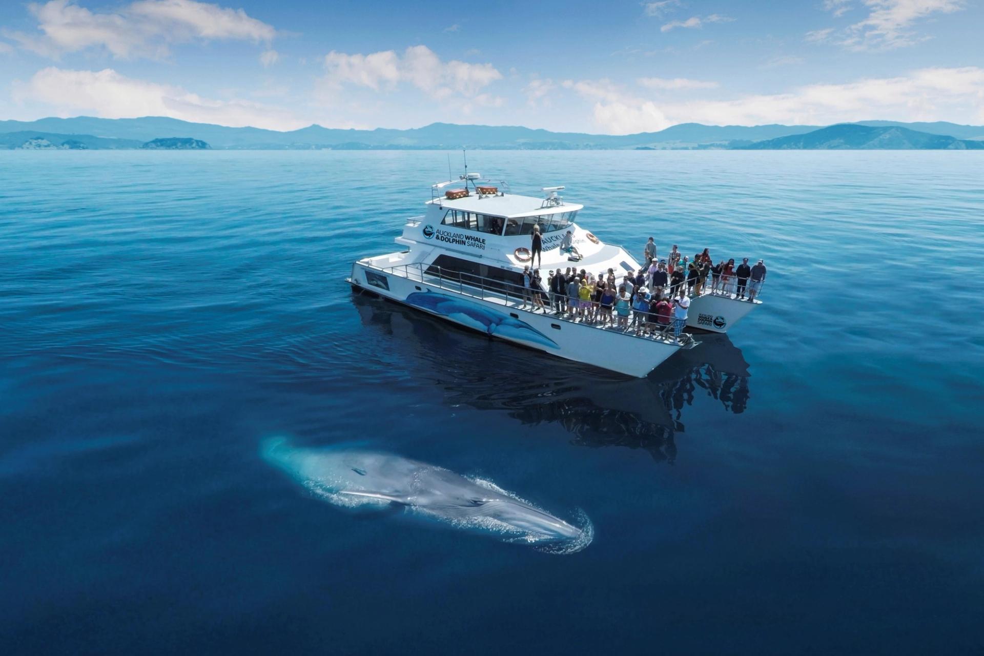 Whale & Dolphin Safari, Auckland CBD