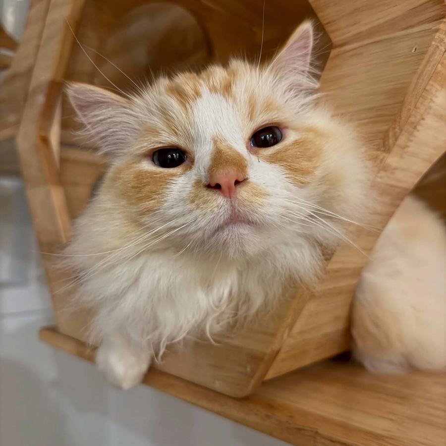 Catfe Mao
