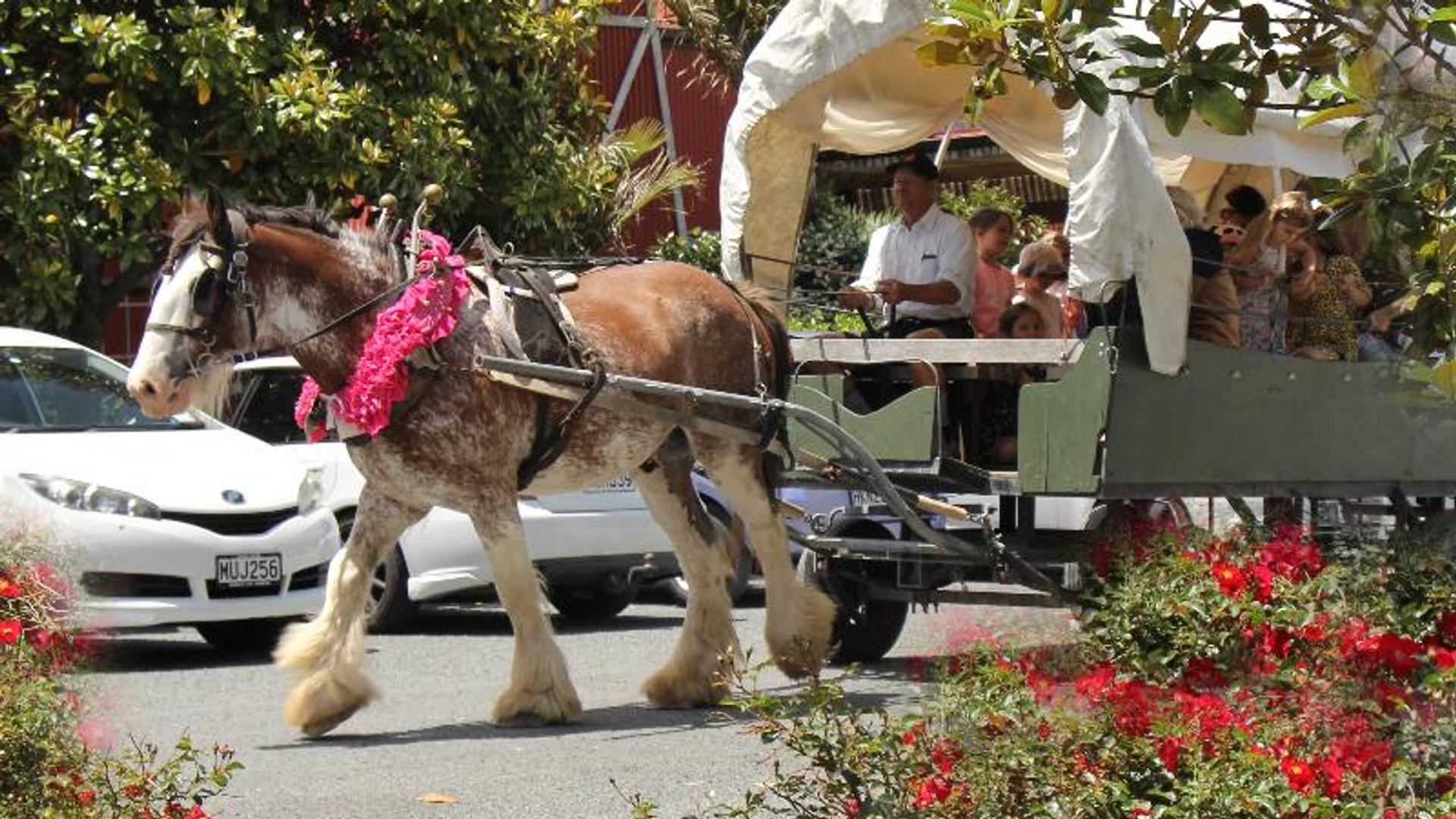 Matakana Carriages, Matakana