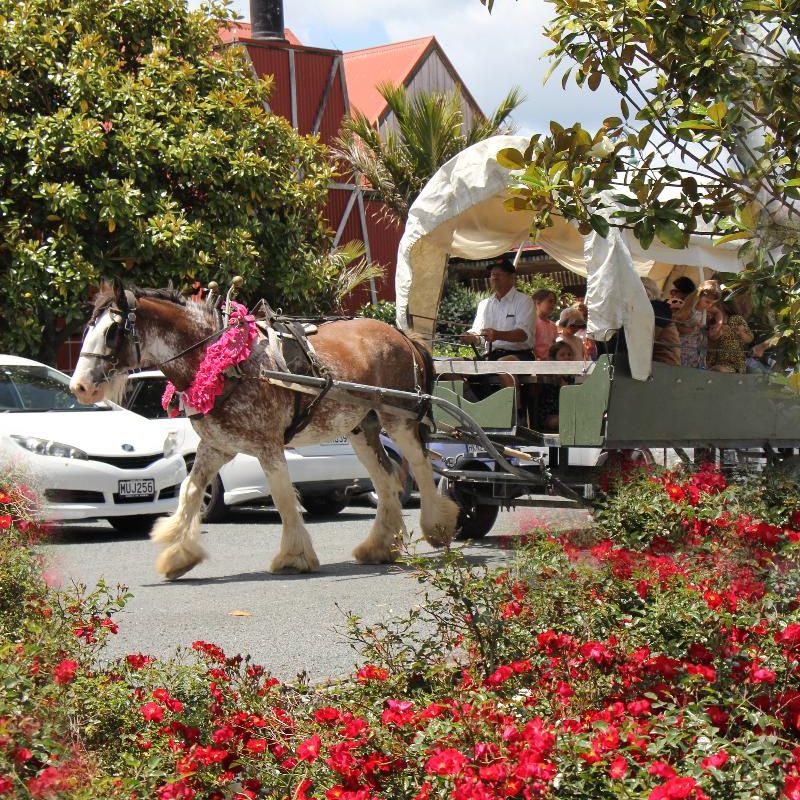Matakana Carriages