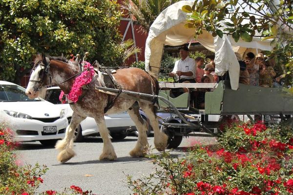 Matakana Carriages