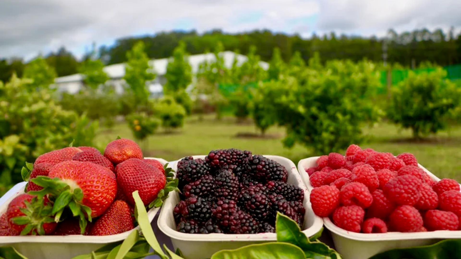 Good Planet Pick Your Own, Riverhead