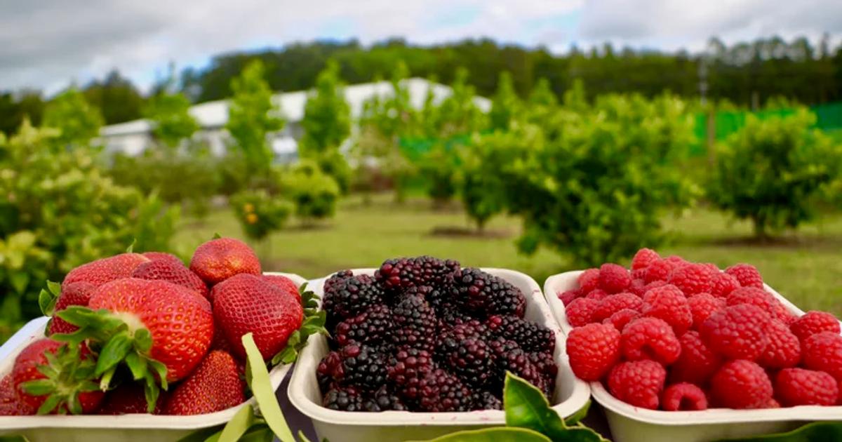 Good Planet Pick Your Own