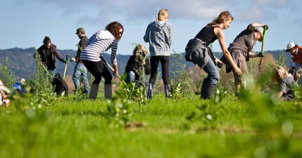 Green Road Reserve: Rā Whakato | Planting Day 2026