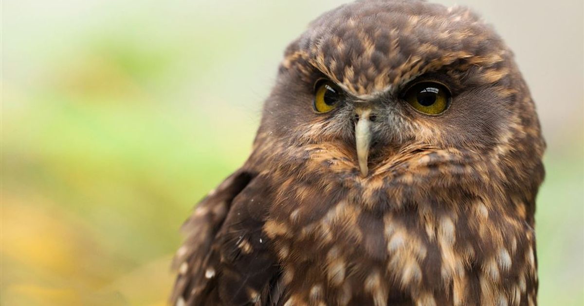 Ruru Night Owls Guided Evening Walk