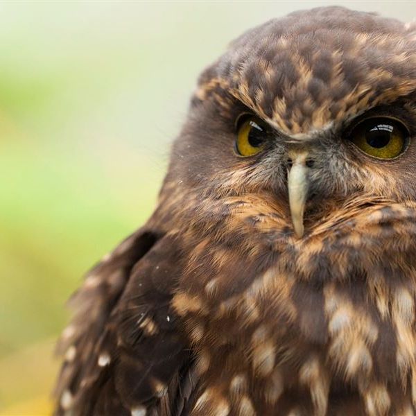 Ruru Night Owls Guided Evening Walk