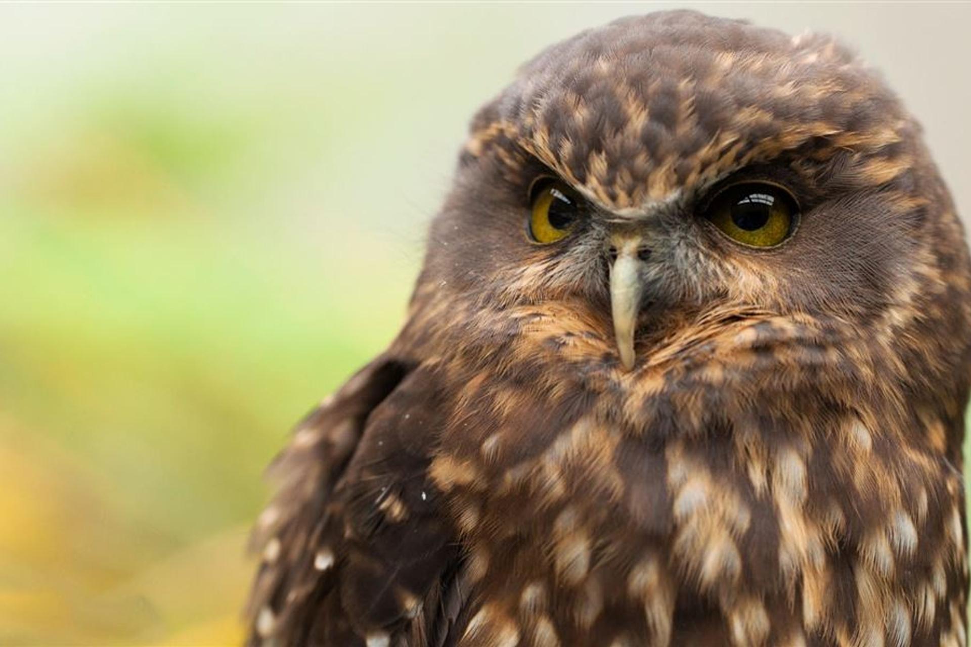Ruru Night Owls Guided Evening Walk, Waiatarua