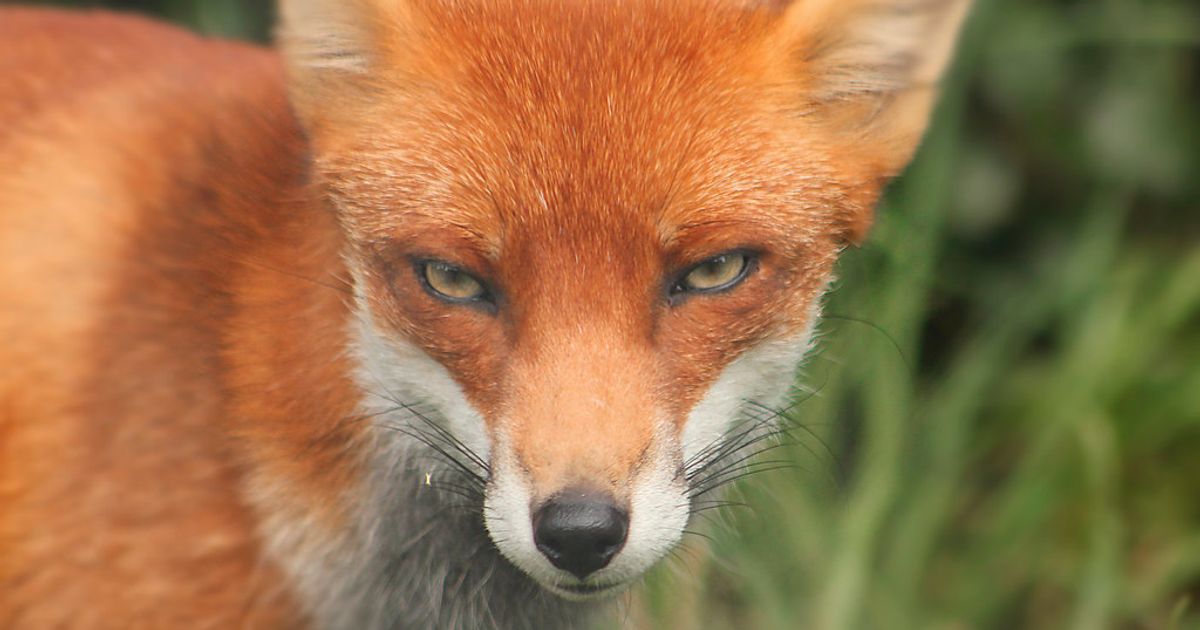 Wildlife Photographer of the Year 2026
