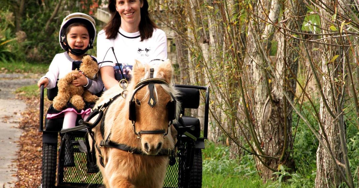 ITI GGS Miniature Horses and Cart