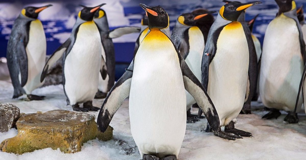 Kelly Tarltons Sealife