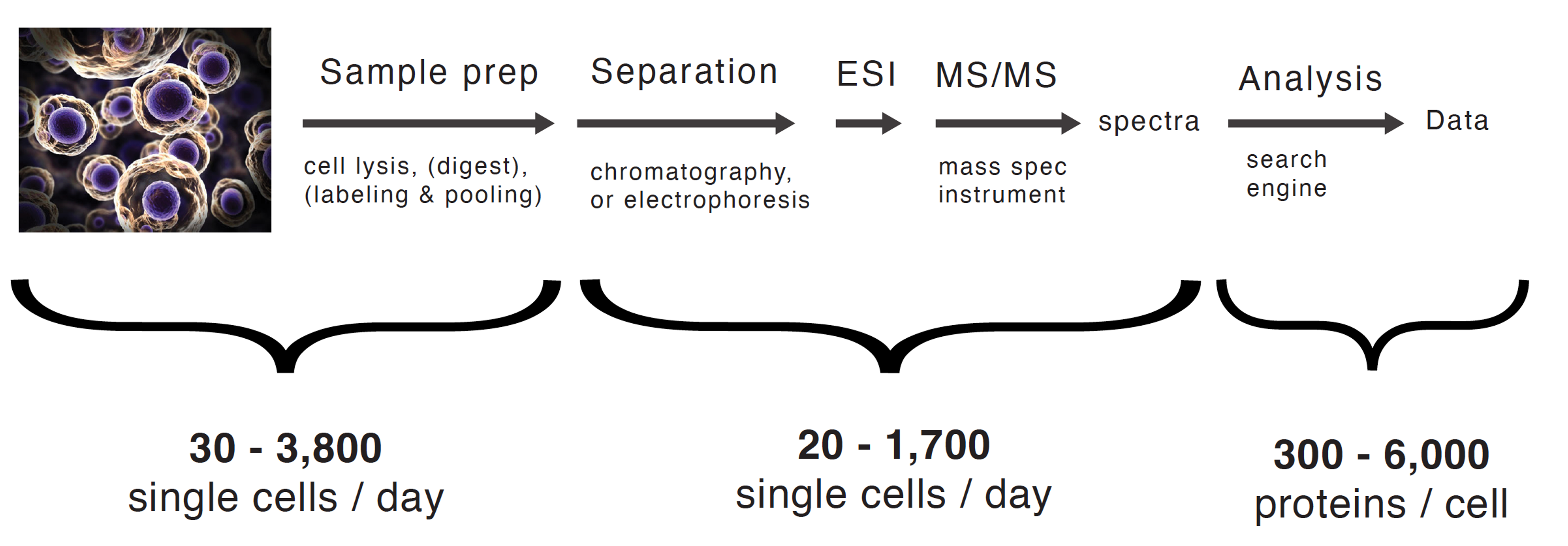 Figure 1. PTI's single-cell proteomics workflow, enabling quantification of 300–6,000 proteins per cell across up to 3,800 single cells per day. PTI & Slavov Lab; Leduc et al., Nature Protocols, 2024.
