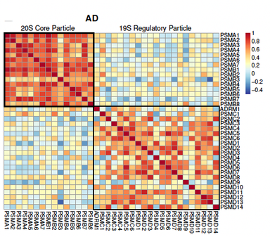 Ubiquitin-Proteasome System Dysregulation in Alzheimer’s Disease Impacts Protein Abundance