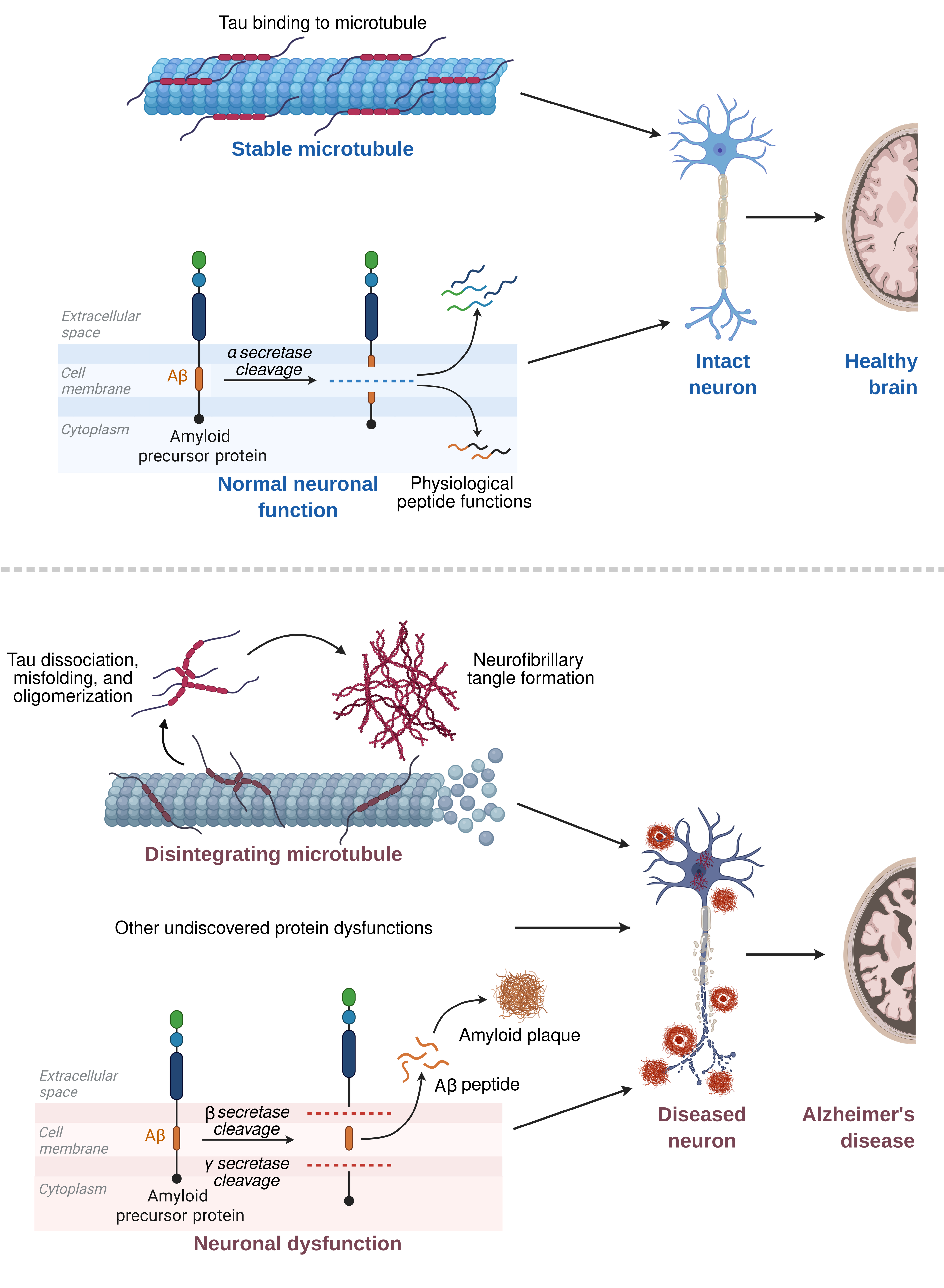 Overview of protein dysfunctions in Alzheimer's disease. Created in Biorender.