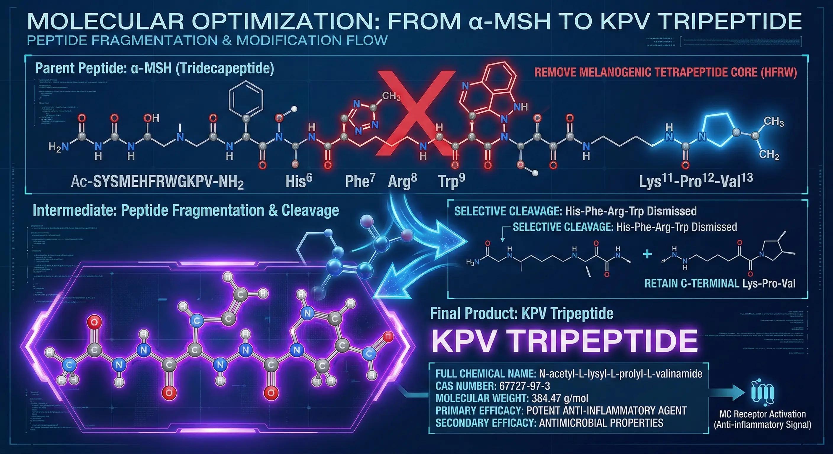 Structure optimization from α-MSH to KPV tripeptide