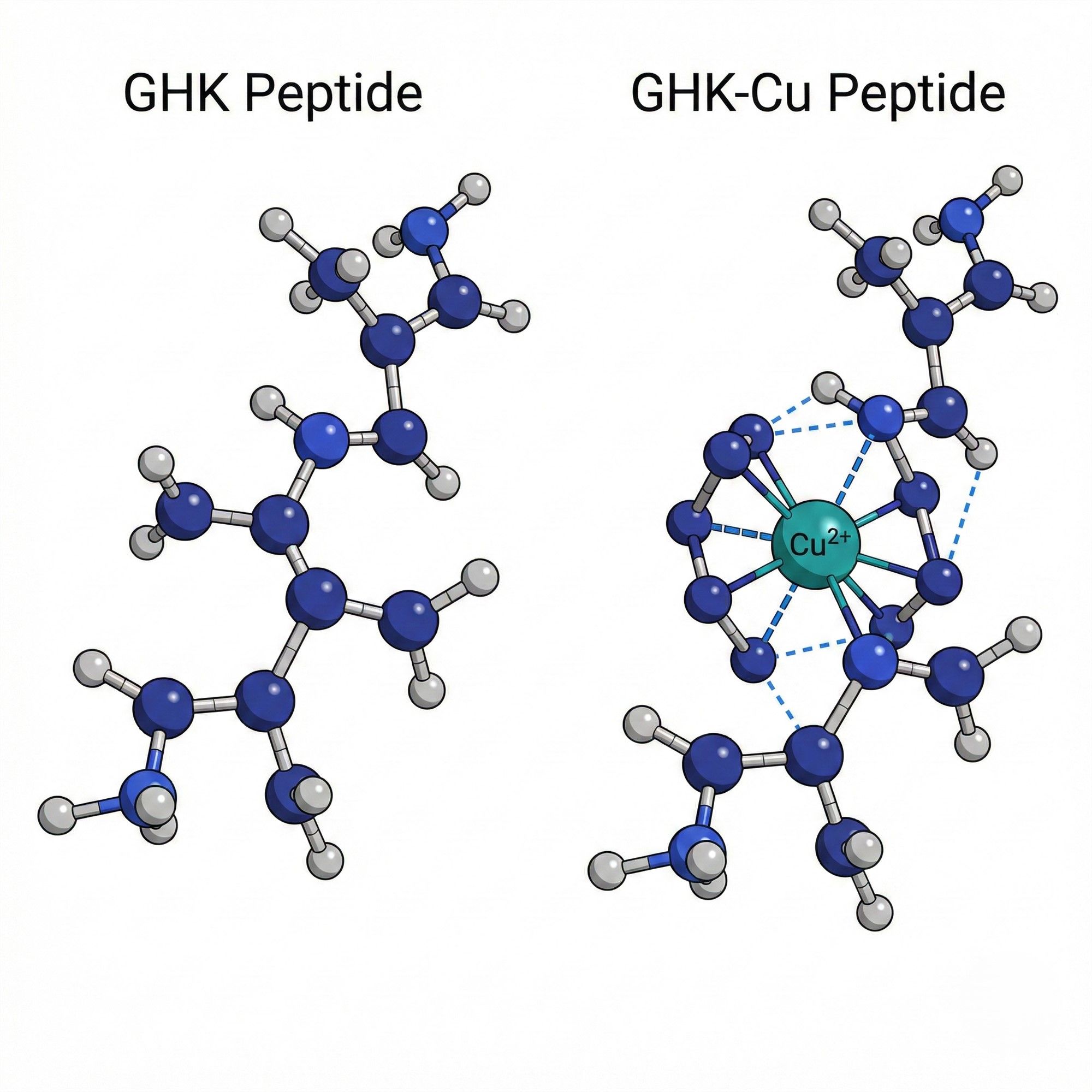 Side-by-side comparison of peptide structure GHK peptide versus GHK-Cu copper peptide