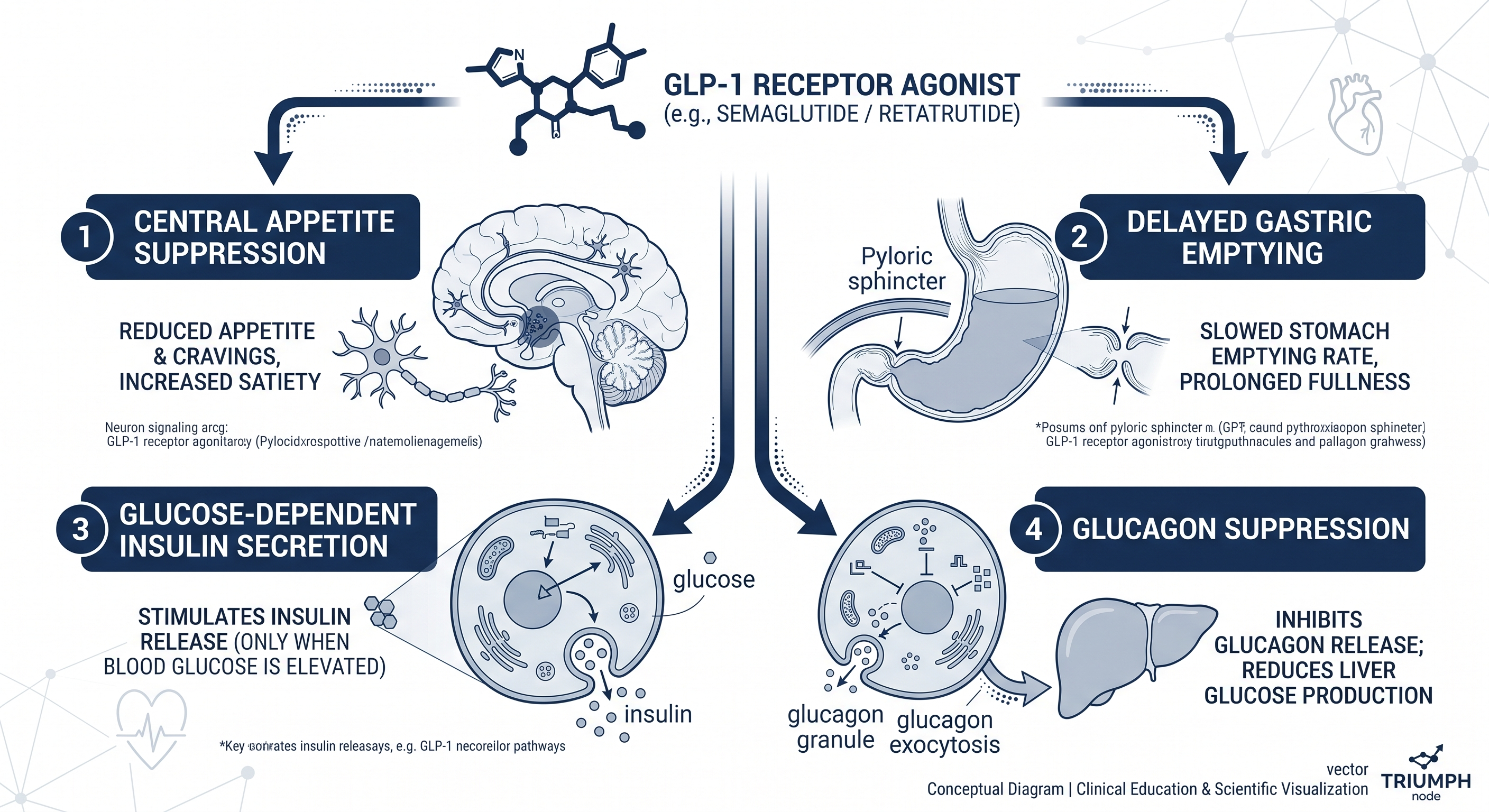  Diagram illustrating four key physiological effects of GLP-1 receptor activation: appetite suppression, delayed gastric emptying, insulin secretion, glucagon inhibition