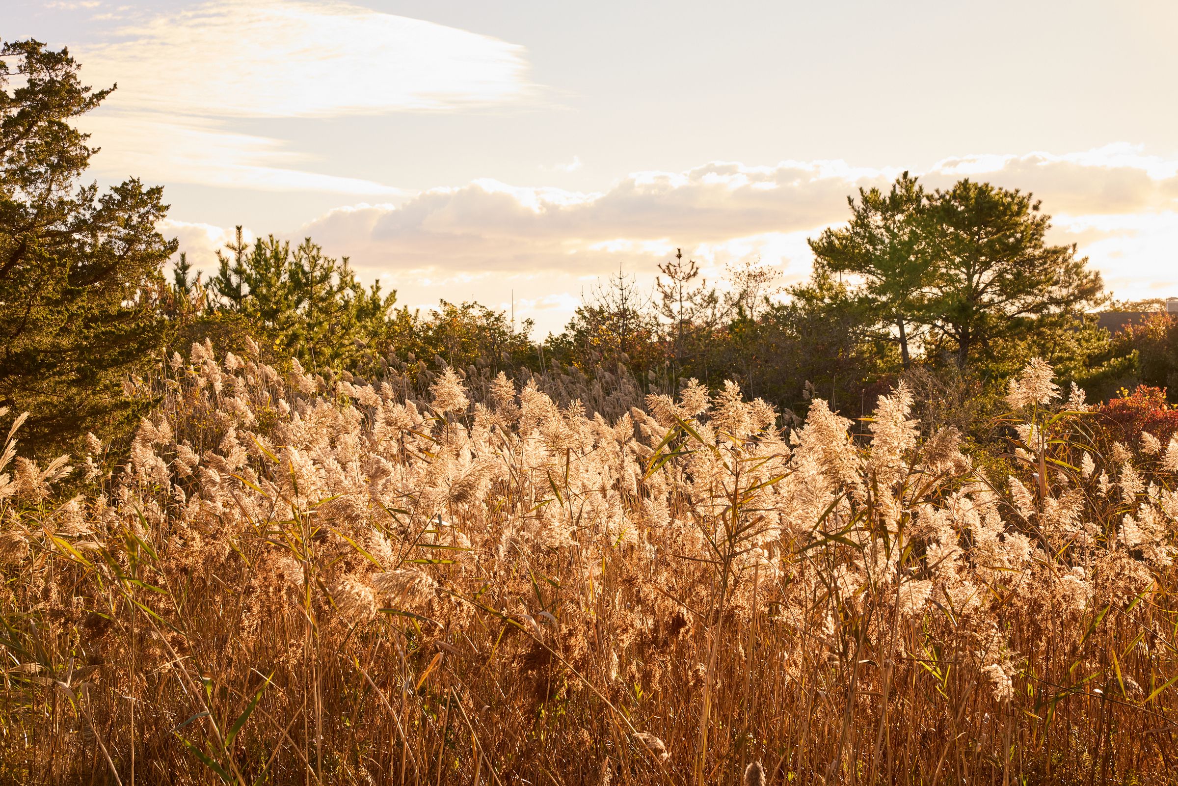 Marsh Landscape