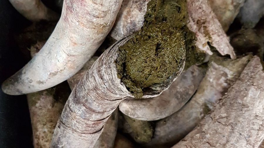 Immagine da “Agricoltura biodinamica, superstizioni e le monete d’oro di Pinocchio”