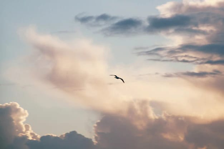 Immagine dall’articolo “È volata via come una colomba”