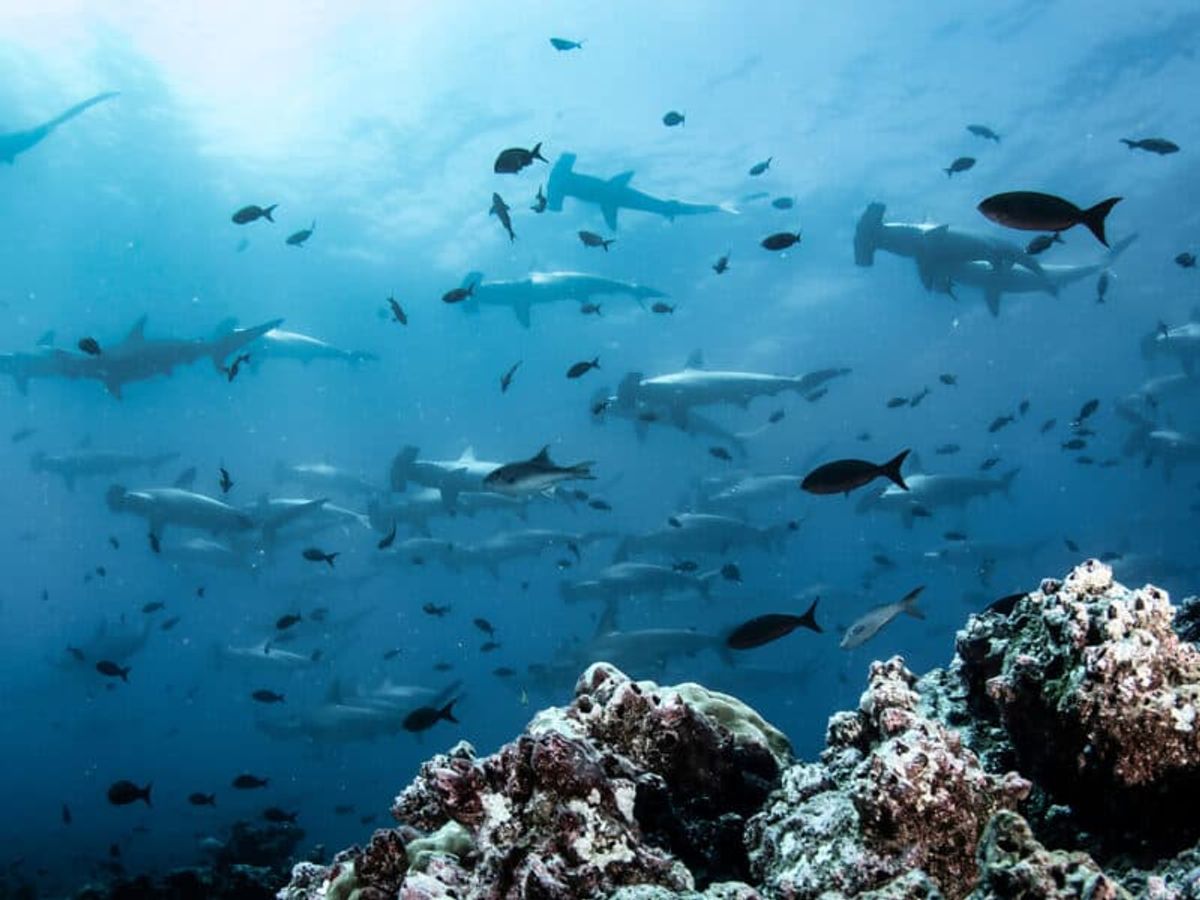 Galápagos Islands