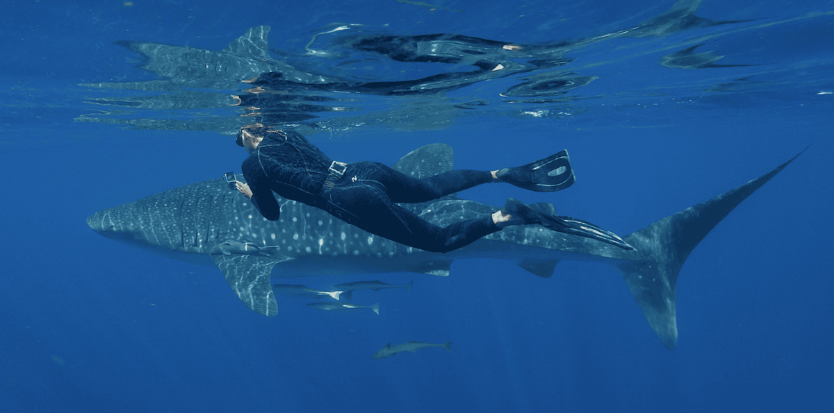 Tortuga Music Festival Followers Name Tagged Whale Shark ‘Swim Shady’