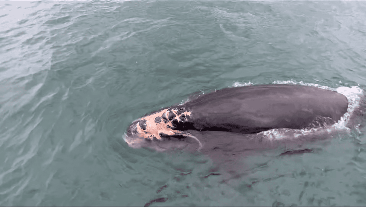 North Atlantic Right Whale Calf Expected to Die Due to Suspected Vessel Strike Injuries