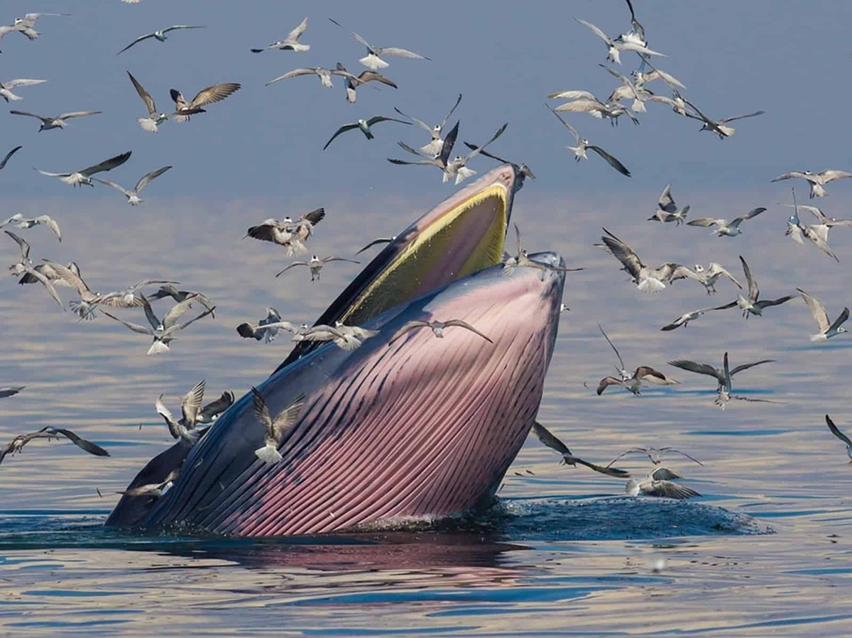 Sharing the Ocean With the Rice’s Whale