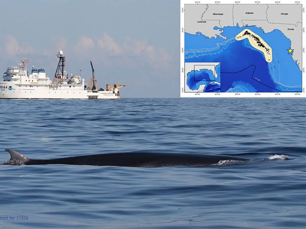 Sharing the Ocean With the Rice’s Whale