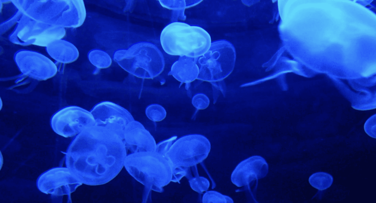 Stingblade Helps Remove Jellyfish Stings