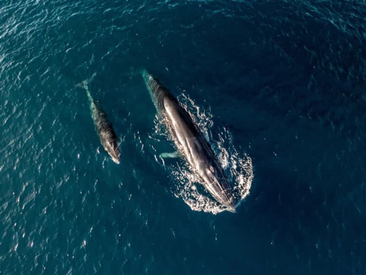 Sharing the Ocean With the Rice’s Whale
