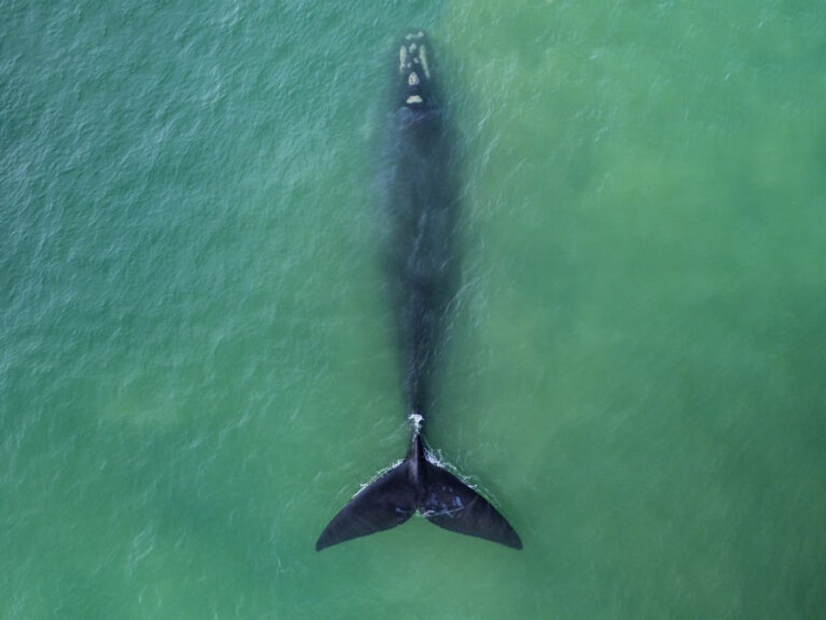 North Atlantic Right Whale