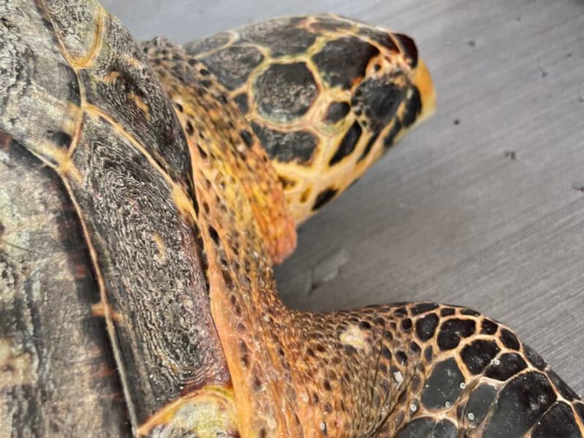 Friend of the Hawksbill