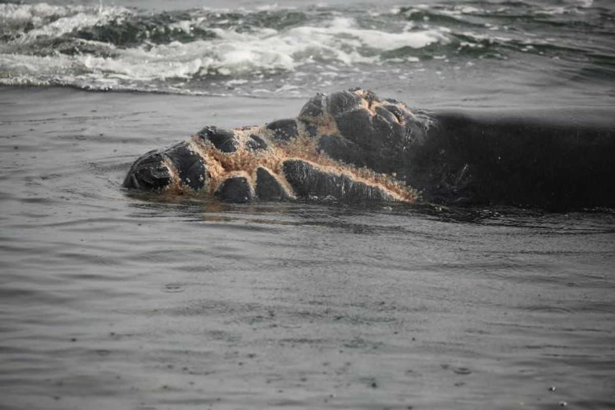 North Atlantic right whale calf