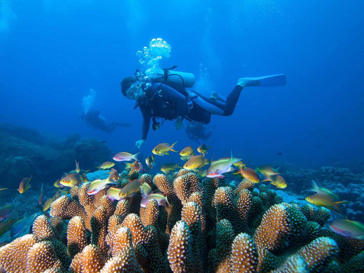 Five Must-See Dive Sites for Yacht Crew