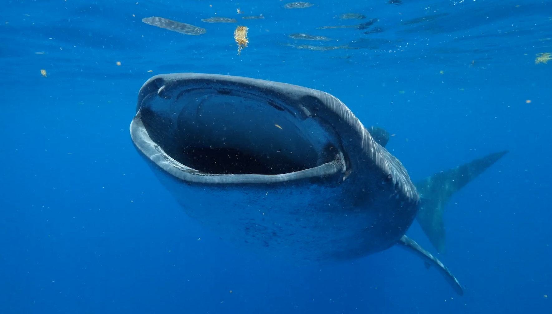 Whale Shark Milo Sets Record With 34,000-Mile Track