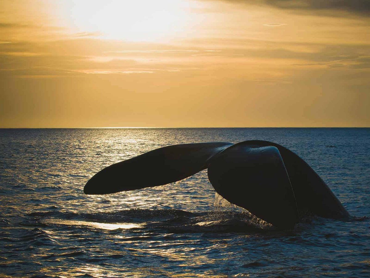 NOAA Withdraws Speed Rule for North Atlantic Right Whale Protection