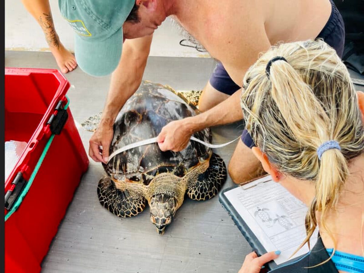 Friend of the Hawksbill